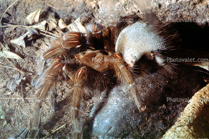 Costa Rican Zebra Tarantula, (Aphonopelma seemanni), Araneae, Mygalomorphae, Theraphosidae