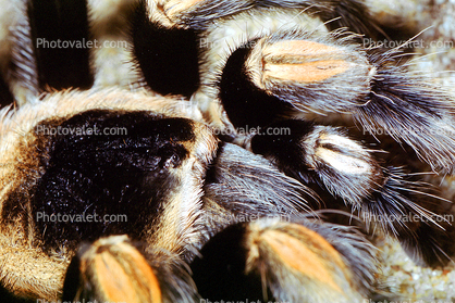 Mexican Red Knee Tarantula, (Brachypelma smithi), Araneae, Theraphosidae