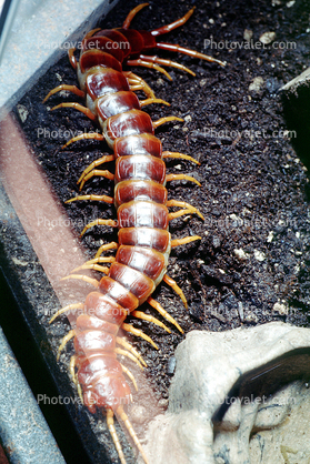 Giant Desert Centipede, (Scolopendra heros), Scolopendromorpha, Scolopendra