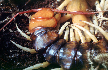 Peruvian Centipede, (Scolopendra gigantea), Venemous, Scolopendromorpha, Scolopendridae, gigantic