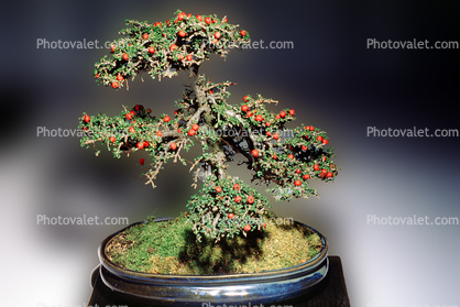Rockspray Cotoneaster (Cotoneaster microphyllus), 6 years training Informal style