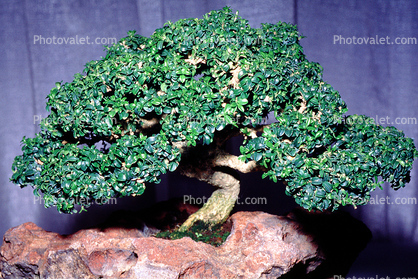 Kingsville Boxwood (Buxus microphylla), 4 years training Rock Planting