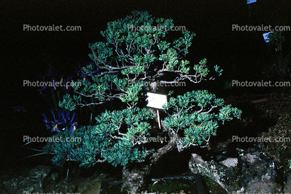 White Pine Bonsai, (Pinus parviflora)