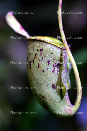 Pitcher Plant, Nepenthaceae