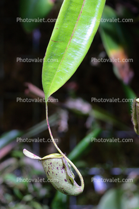 Pitcher Plant, Nepenthes Species, Nepenthaceae