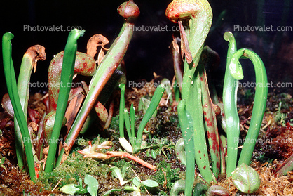 Cobra Plant, (Darlingtonia californica), Ericales, Sarraceniaceae