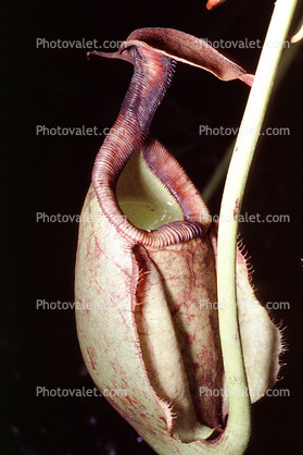 Light Green Pitcher Plant, (Nepenthes rafflesiana), Caryophyllales, Nepenthaceae, Pitcher Plant