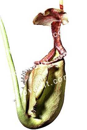 Light Green Pitcher Plant, (Nepenthes rafflesiana), Caryophyllales, Nepenthaceae, Pitcher Plant, photo-object, object, cut-out, cutout