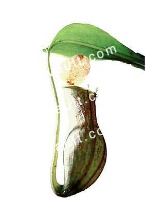 Winged Pitcher Plant, (Nepenthes alata), Nepenthaceae, Philippines, Pitcher Plant, photo-object, object, cut-out, cutout