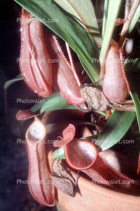 (Nepenthes tobaica), Sumatra, Pitcher Plant, Nepenthaceae