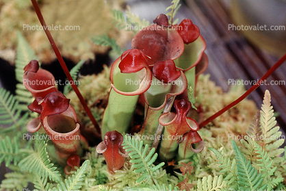 Heliamphora minor x heterodoxa, Venezuelan Sun-pitcher plant
