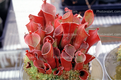 Venezuelan Sun-pitcher plant, (Heliamphora minor x heterodoxa)