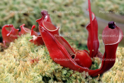 (Heliamphora heterodoxa) - marsh pitcher plant