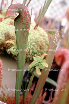 Hooded pitcher plant, (Sarracenia minor)