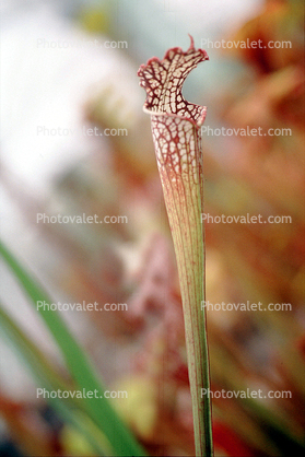 Crimson Pitcherplant, (Sarracenia leucophylla Raf.)