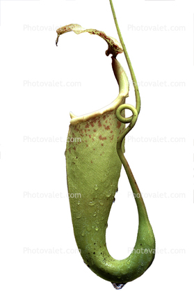 (Nepenthes khasiana), Pitcher Plant, Nepenthaceae, photo-object, object, cut-out, cutout