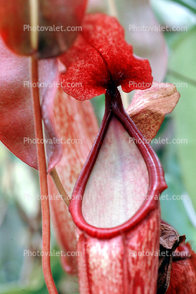(Nepenthes x nora), Pitcher Plant, Nepenthaceae
