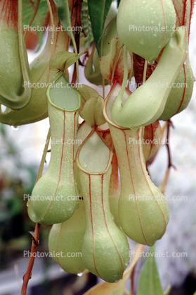 Winged Pitcher Plant (Nepenthes alata), Pitcher Plant, Nepenthaceae