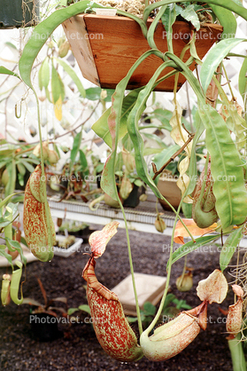 (Nepenthes dyeriana), Pitcher Plant, Nepenthia, Nepenthaceae