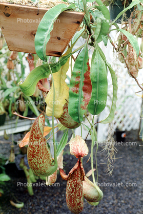 (Nepenthes dyeriana), Pitcher Plant, Nepenthaceae