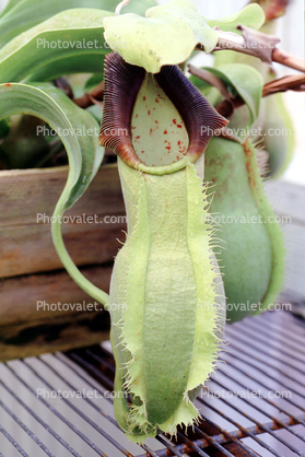 (Nepenthes spathulata), Pitcher Plant, Nepenthaceae