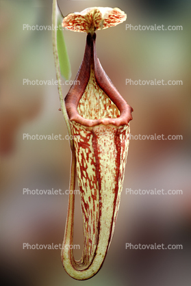 (Nepenthes Peter D'Amato), Nepenthaceae, Pitcher Plant