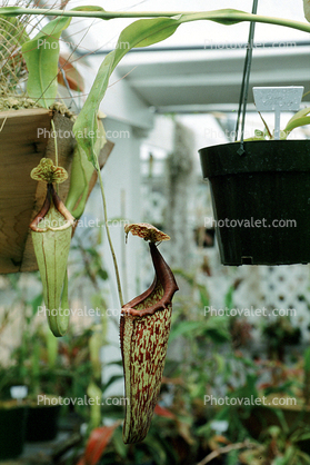 Pitcher Plant (Nepenthes Peter D'Amato), Nepenthaceae