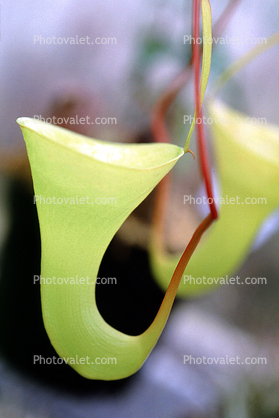 Pitcher Plant (Nepenthes inermis), Nepenthaceae
