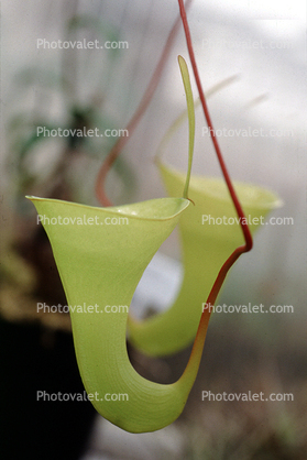 (Nepenthes inermis), Nepenthaceae
