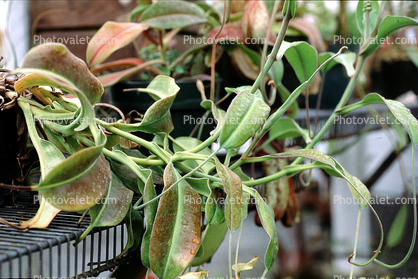Great Pitcher-Plant, (Nepenthes maxima), Pitcher Plant, Nepenthaceae