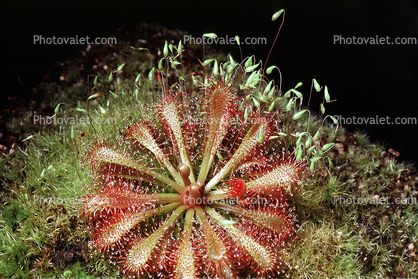 Dwarf Sundew, Drosera brevifolia, Nepenthales, Droseraceae
