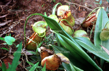 Pitcher Plant, Nepenthes Species, Nepenthaceae