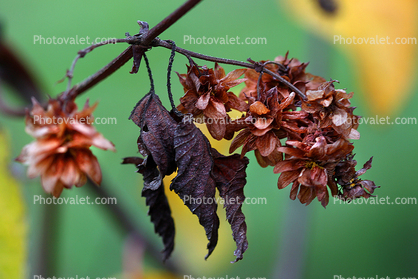 Decaying Flower, leaf, leaves, decay, decomposition