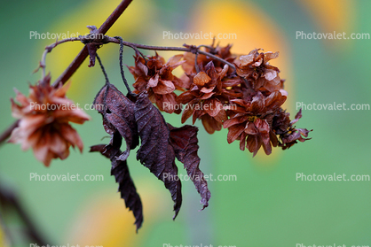Decaying Flower, leaf, leaves, decay, decomposition
