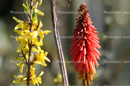 Aloe Flower, Succulent
