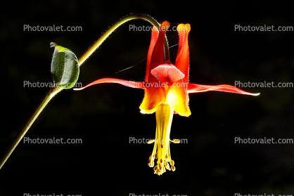 Crimson Columbine, (Aquilegia formosa), Bell Shaped Flower, Perennial