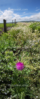 Star Thistle Flower, Fence, Marin County, California, Panorama, Starflower, star