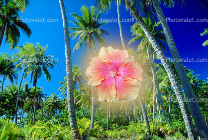 tropical landscape, flower, Palm Trees, glow