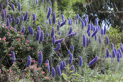 Pride of Madeira, (Echium candicans), Purple blue spiked flowers, purplish subshrub