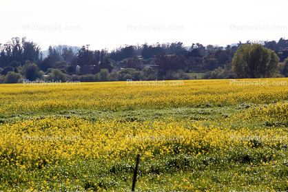Sonoma County Mustard field