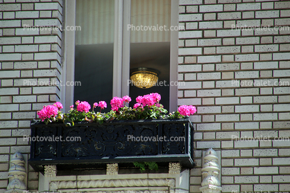 Flowers in a window sill, brick