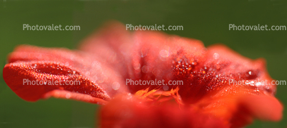 nasturtium petal, dew drops