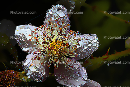 Rain Drops on a Flower, Abstract