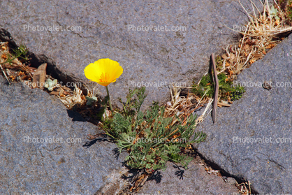 Flower Grows in the Crack of a Rock, the will to live