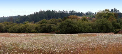 Field of Flowers, Freestone California