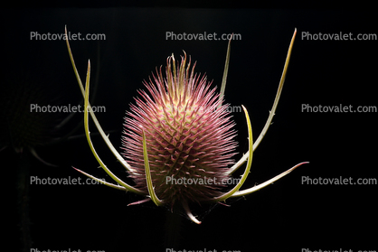 Star Thistle Flower