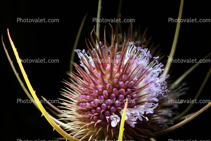 Star Thistle Flower