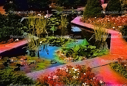 Water Lilly, pond, pads, garden, path