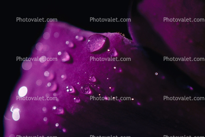 Water Drop on a Flower Petal