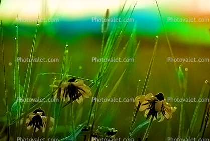 Black-eyed-Susans